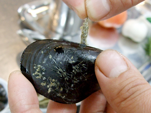 緑色のブイヤベース下準備