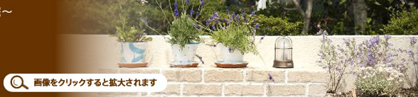 画像をクリックすると拡大されます