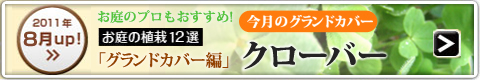 ［2011年8月UP！］今月のグランドカバー：クローバー
