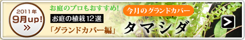 ［2011年9月UP！］今月のグランドカバー：タマシダ