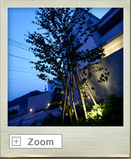 カツラ写真05