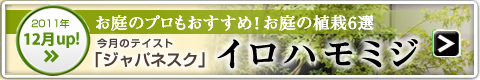 ［2011年12月UP！］テイスト別人気の植栽：イロハモミジ