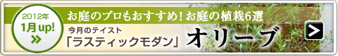 ［2012年1月UP！］テイスト別人気の植栽：オリーブ