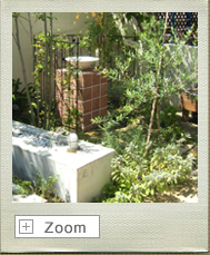 オリーブ写真02