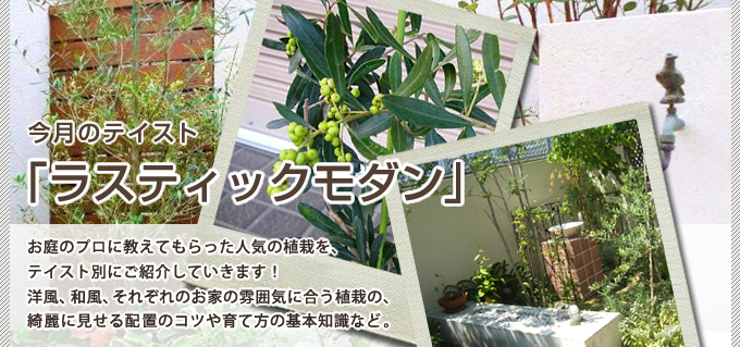 テイスト別人気の植栽編:お庭のプロに教えてもらったおすすめの植栽を、毎月1本ずつご紹介していきます。