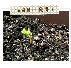 ゴーヤの種から発芽