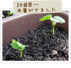 ゴーヤの本葉が出ました