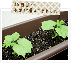 ゴーヤの本葉が増えてきました