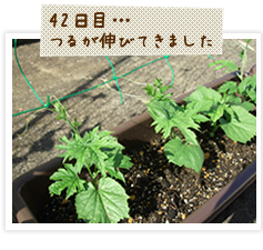 ゴーヤのつるが伸びてきました