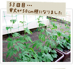 ゴーヤの背丈が50センチ程になりました