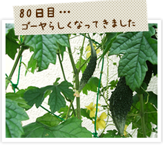 ゴーヤらしい姿になってきました