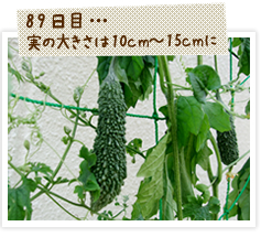 ゴーヤの実の大きさが10センチ~15センチになりました