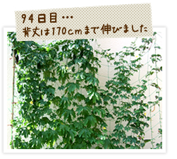 ゴーヤの背丈が170センチまで伸びました