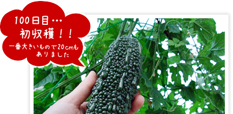 ゴーヤの実初収穫!一番大きいもので20センチもありました