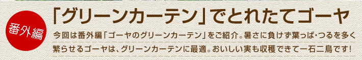 今回は番外編でゴーヤのグリーンカーテンをご紹介。暑さに負けず葉っぱ・つるを多く繁らせるゴーヤは、グリーンカーテンに最適。おいしい実も収穫できて一石二鳥です!