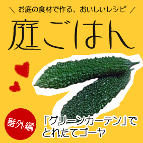 グリーンカーテンでとれたてゴーヤ